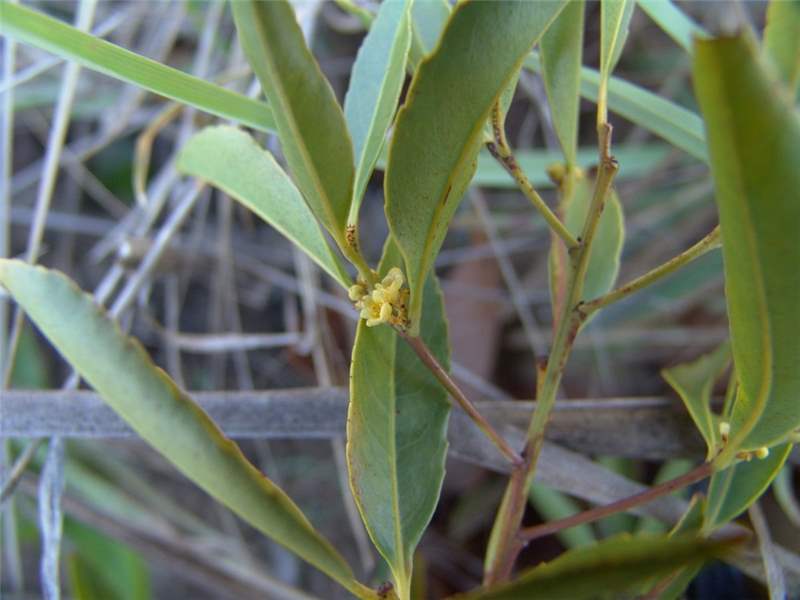 Peritassa campestris